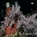 fan_sea_lw_tam_h_0039_bal3619.jpg